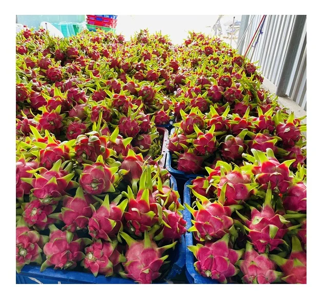 Лучшая цена на свежие фрукты дракона из Вьетнама в ЕС, США, оптовая продажа, органические фрукты дракона питайя, бесплатный налог