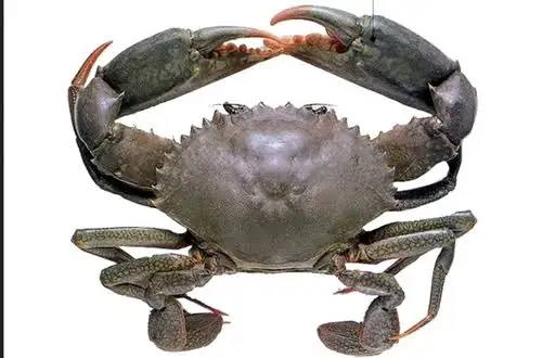 
`Fresh & Premium Quality Bangladeshi Mud CRAB 