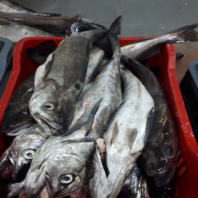 Frozen Hake Gayi  Bulk Quantity at Wholesale Price