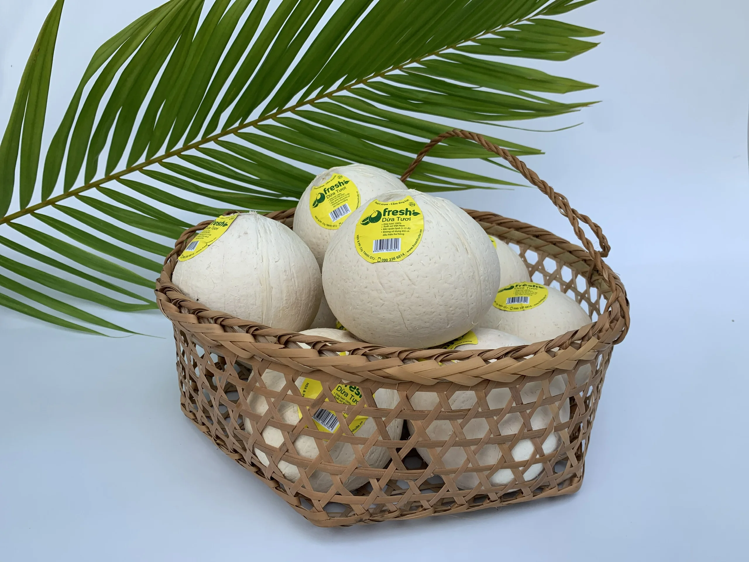 100% fresh coconuts Mekong Delta  Four Weeks Shell Life  Young Coconut Fresh Convenient Coconut from Vietnam