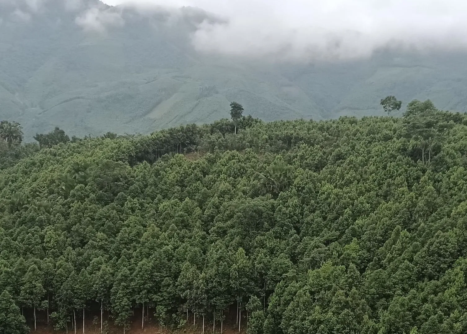 Горячая Распродажа черный кардамон кассия корица цинмон высокая эссенция Хлебобулочные ингредиенты черная цейлонская производитель сделано в Vie