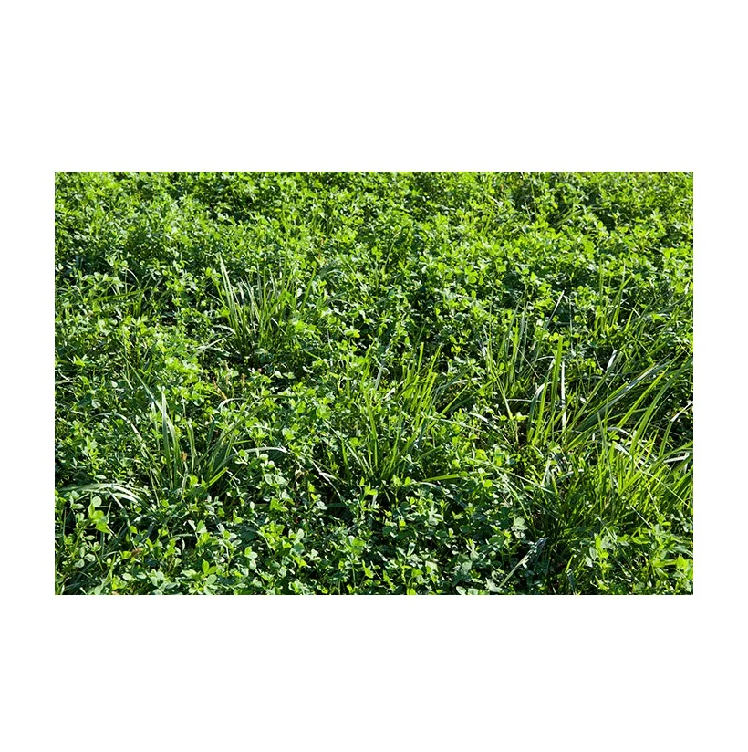 Hot Selling Price Of Alfalfa Hay Bales in Bulk Quantity
