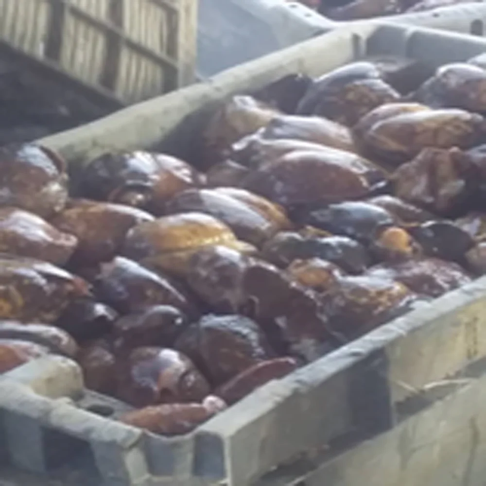 
Abalone Dried Conch Meat - Frozen Abalone Preserved Premium Quality Seafood Snacks 