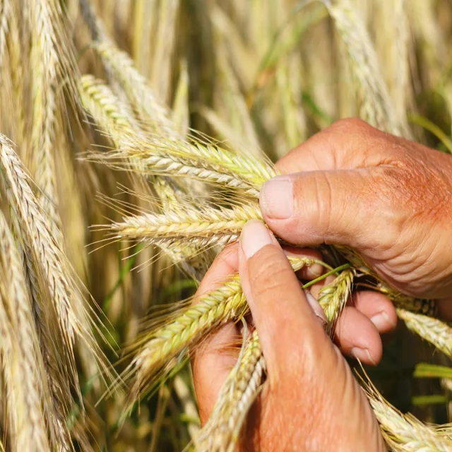 Wheat High Quality Natural Whole Grain Dried Style for Soft Bread Making