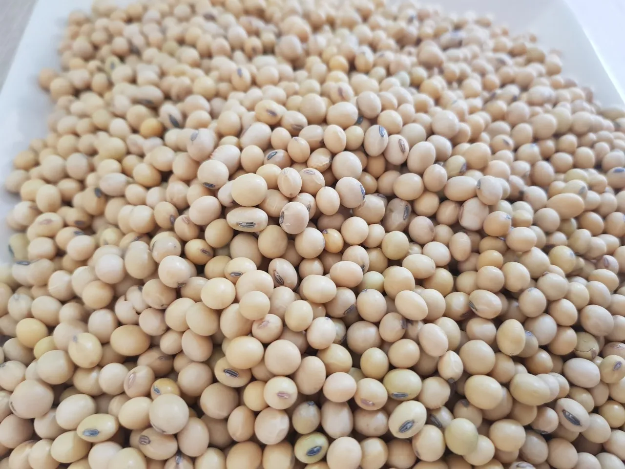 
Soybeans Good Quality Wholesale Natural Soya Beans 