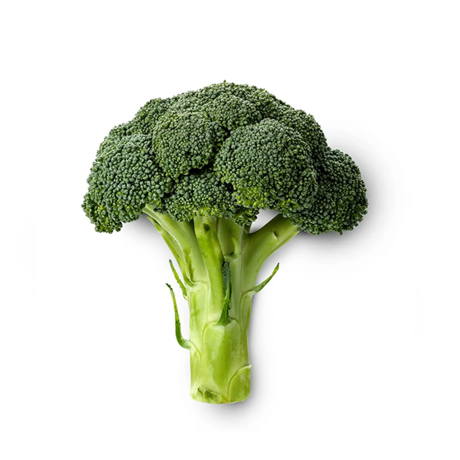 Горячая Распродажа высокое качество свежий брокколи новый урожай хорошая цена овощи