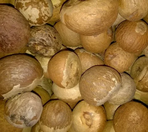 Бестселлер, привлекательная цена, орехи Betel оптом, лучшее качество, вьетнамское происхождение, Немедленная доставка | + 84984998194 (Ms.Kim)