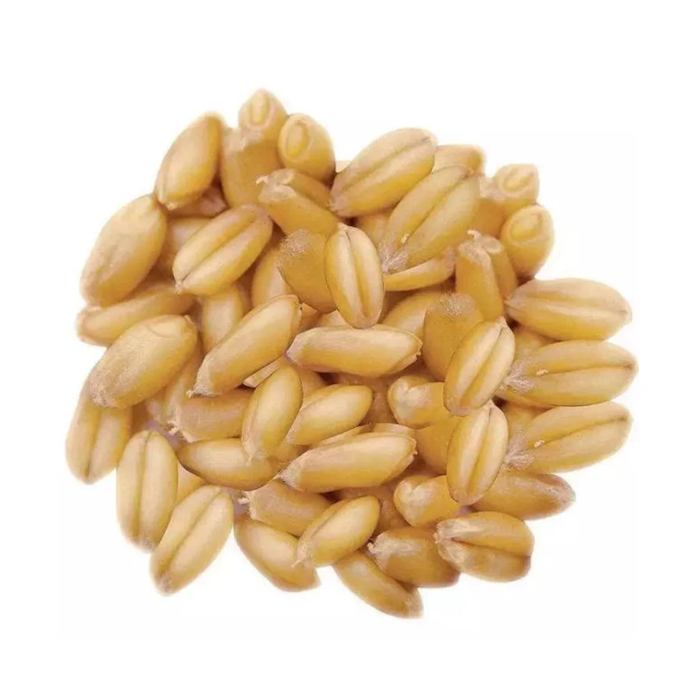 Natural Pure Wheat Dried Grade Grain High Quality Wheat