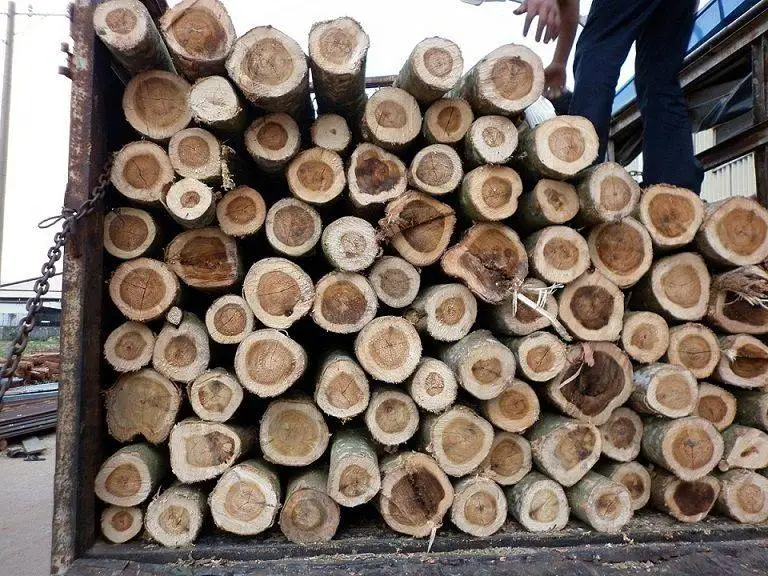 Высококачественные деревянные бревна акации от MITACO во