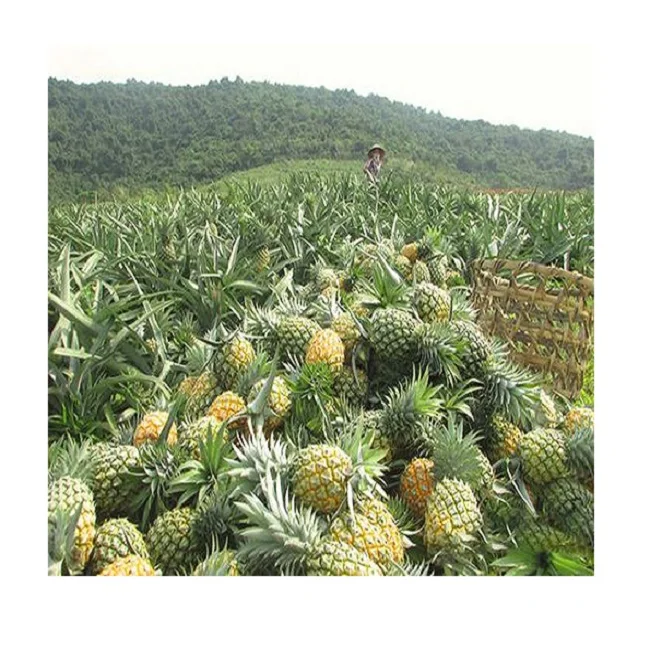 
Top Quality VIETNAMESE 100% Pineapple_ Nutrition and benefits and Cheap price  (62011234705)