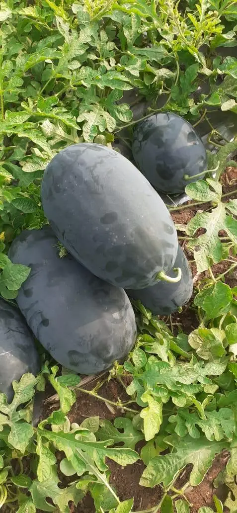
F1 hybrid watermelon seeds big black oval fruit very sweet high yield multi-diseases resistance vegetable seeds 