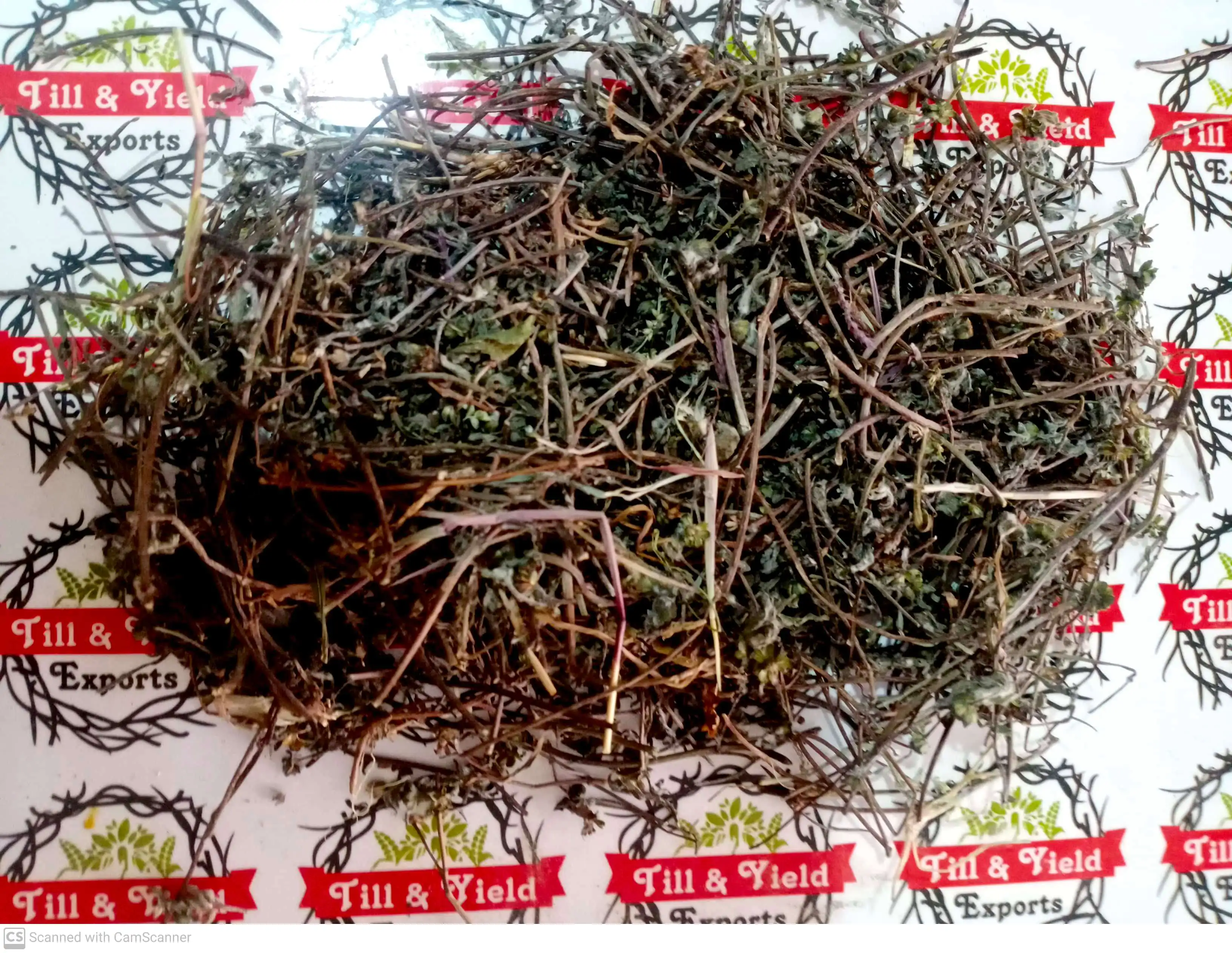 Bhringraj - Eclipta Prostrata - Oil  Prevents Hair Fall And Baldness Treats Dandruff And Dry Scalp