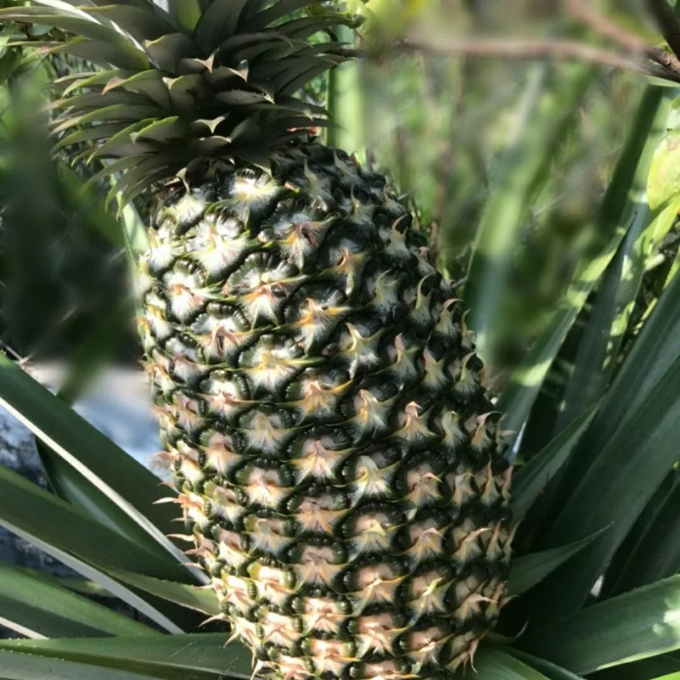 
Vietnam Cayenne Pineapple fresh fruit - Premium, high quality, clean farming, Vietgap, prestige, attractive price 
