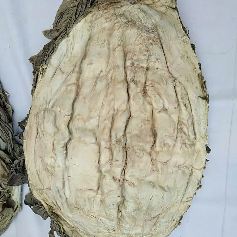 
beef omasum salted omasum buffalo omasum beef tripe Wholesale 100% dry and pure ox Gallstones 