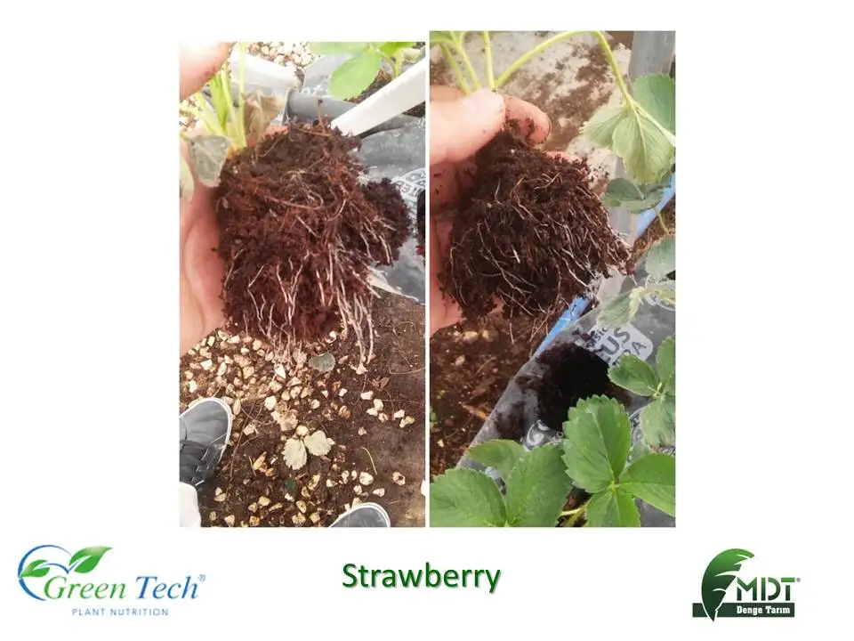 Green Tech AlgaCell - Liquid Biologic Fertilizer - Liquid Fertilizer -ACT ( Active Cell technology)