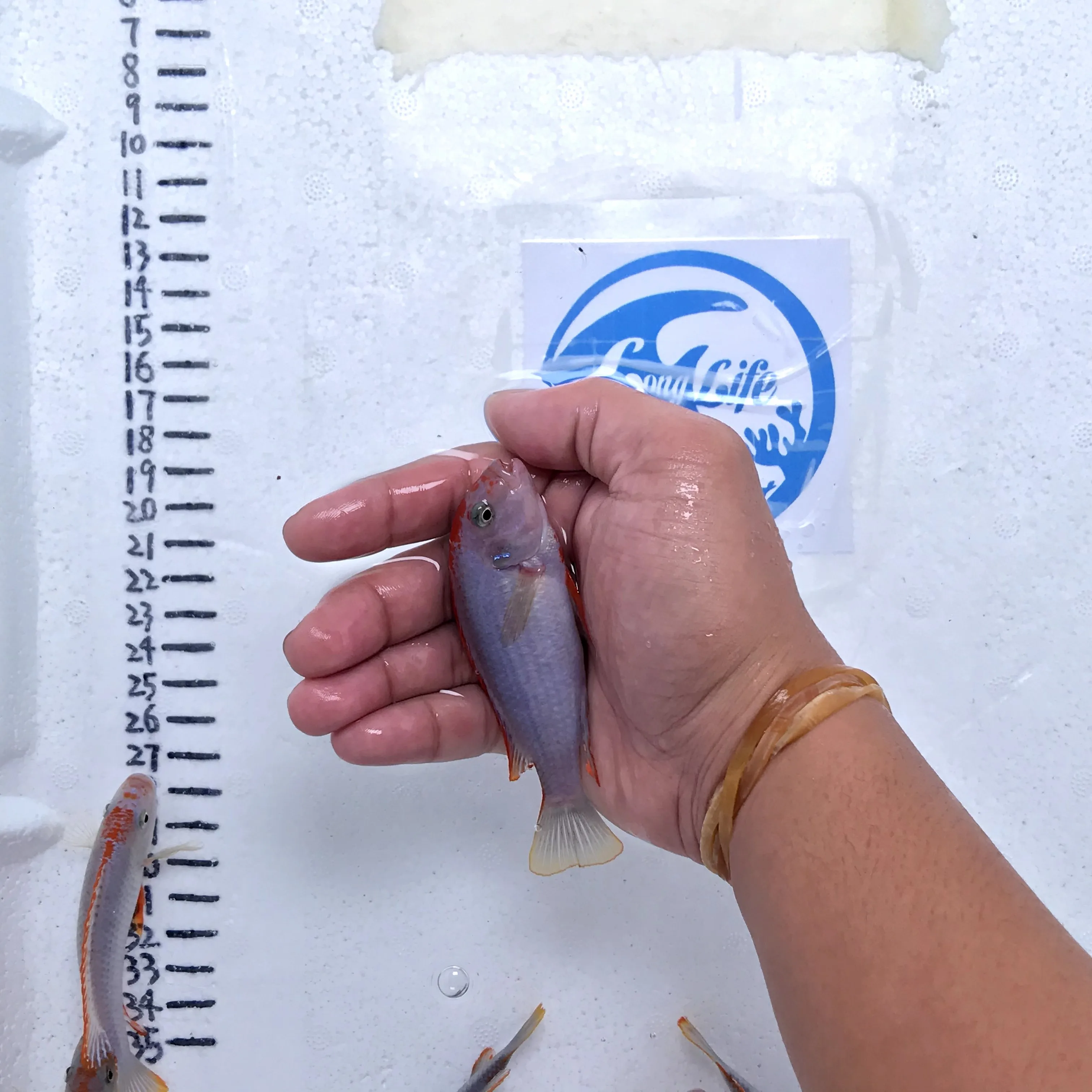 
Farm bred Pseudotropheus red top Ndumbi African Malawi Cichlids For sale 