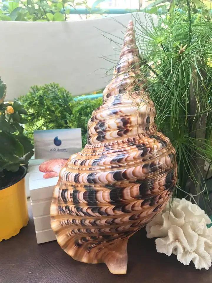  Домашнее украшение из морских ракушек/ракушек улитки для декора (Verda_WS + 99 золотых