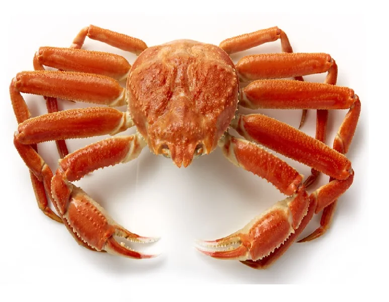 
Quality Snow Crab Antarctica / Deep Sea Crab/ Baby King Crab Wholesale 