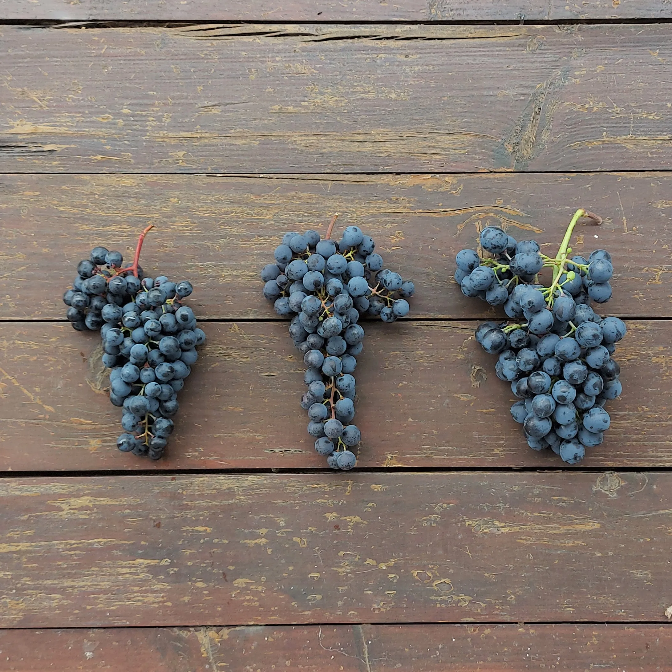 Luxury Magnum High quality CABERNET FRANC Doc 1500cl Vigna Petrussa in Wooden box Italian Red Wine for restaurant bar wine shop