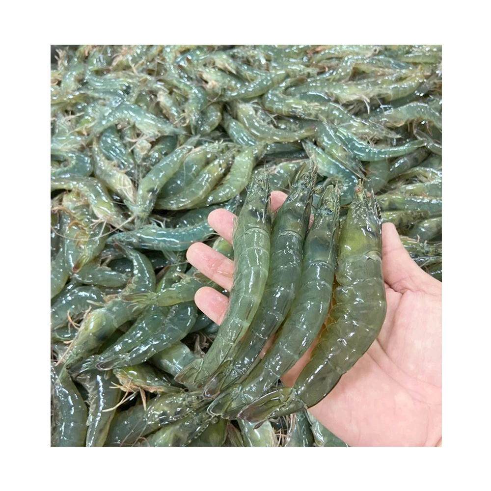 Высокая креветка, выбор на экспорт, изумрудная креветка с 18 месячной полкой, отправка из малайзии