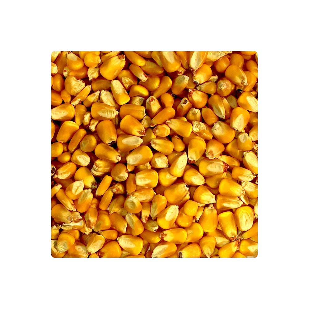 
Non-Glutinous Yellow Corn Maize Seeds 100% Natural Quality Corn Seeds For Poultry Animal Meal 