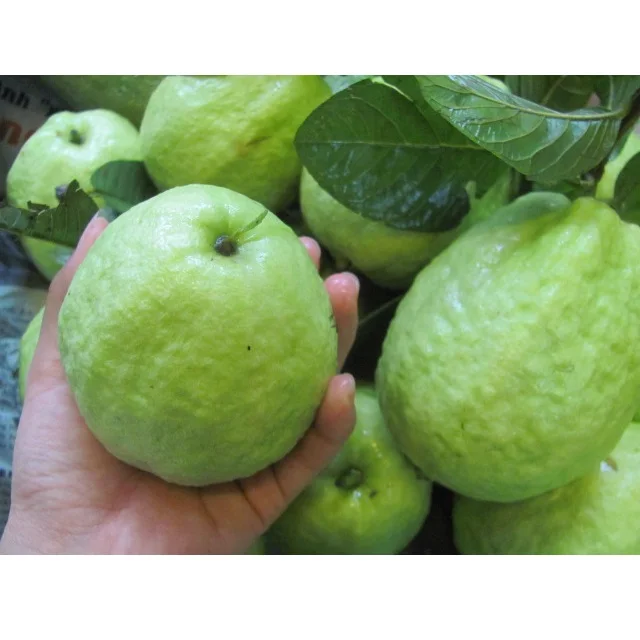 0.3kg per piece BIG QUEEN GUAVA SWEET