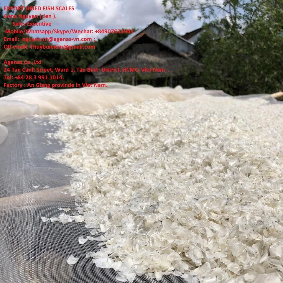 Fish Scale for collagen, good price and quality now stock From Vietnam AGENAS