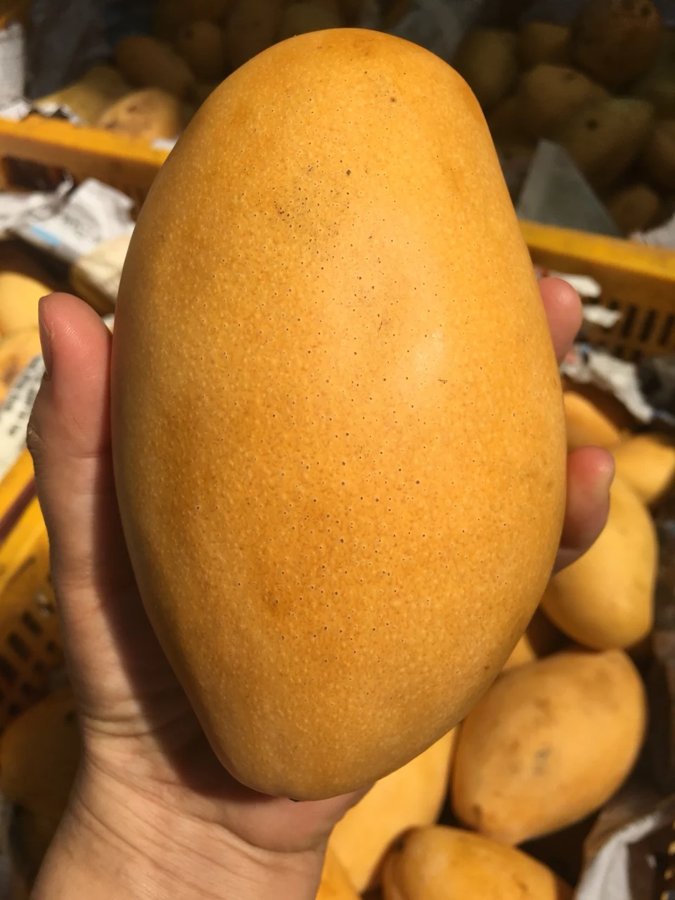 Sub - season Offer Best Price CAT CHU Mango Vietnam Tropical Fruit New Crop 2021