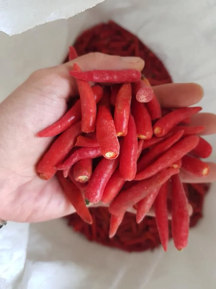 FROZEN RED BIRD EYES CHILI - Best price from Vietnam