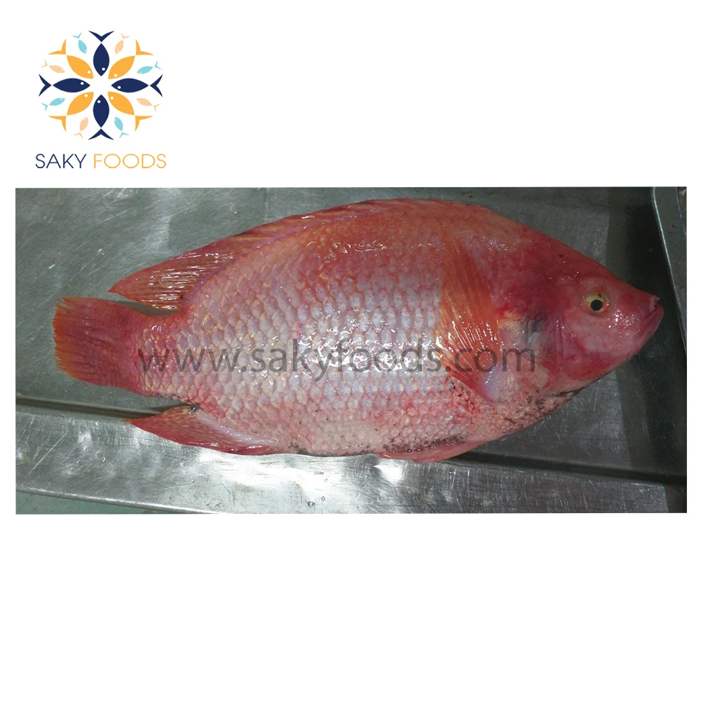 Frozen Red Meat Tilapia Fish With Good Price