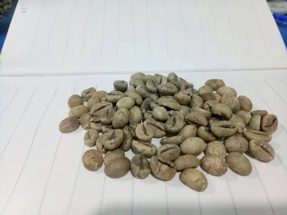 
Competitive Price for Green Robusta Coffee Bean 