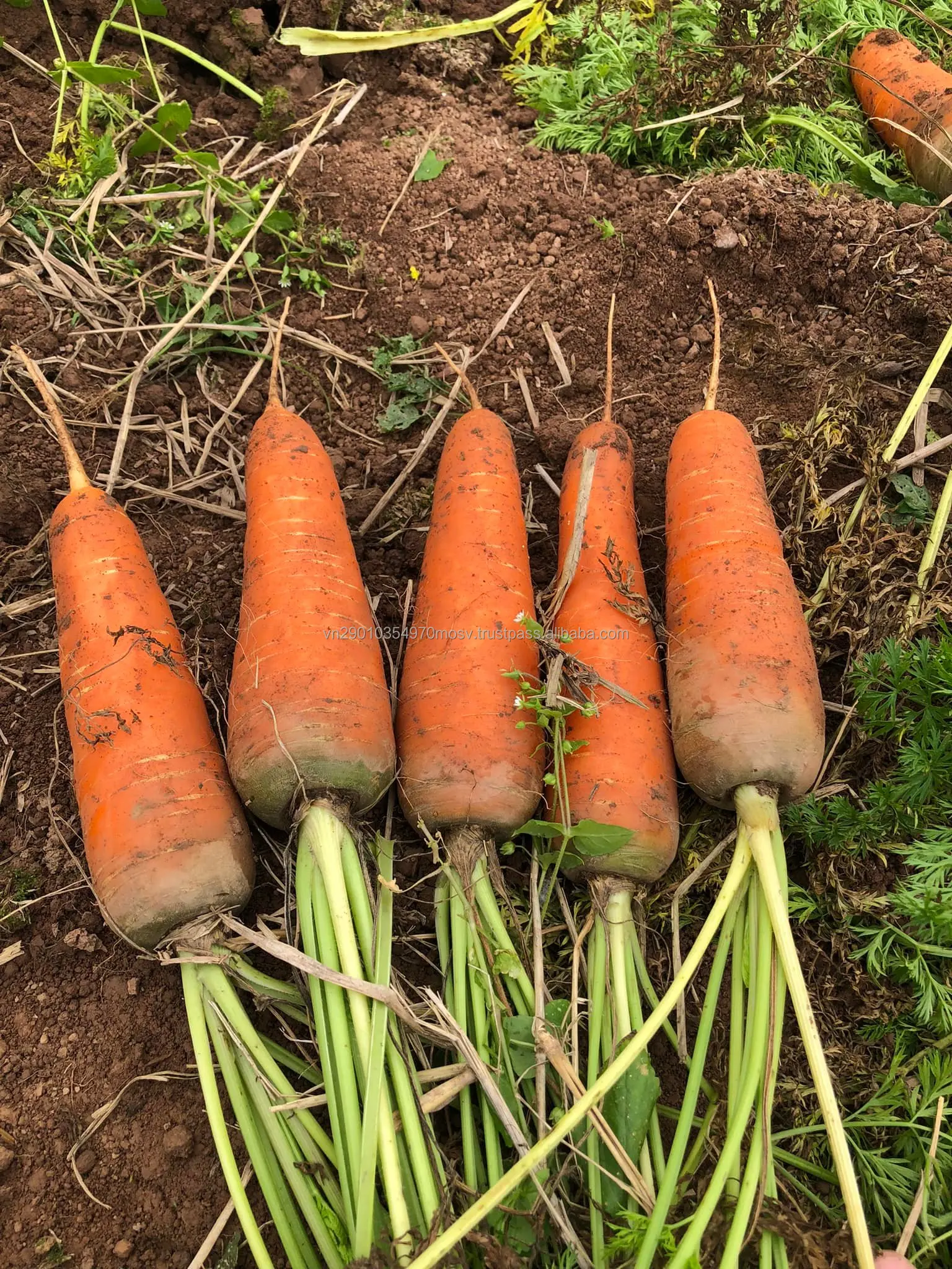 Fresh Carrots -  Customized Package Non-GMO Fresh Carrots from Viet Nam wholesale Whatsapp +84988667319