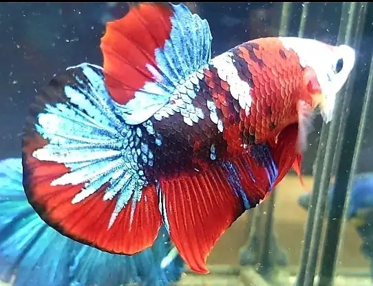  Цветной тайский Бетта-рыбка Полумесяца Премиум-Качества плакат сиамский