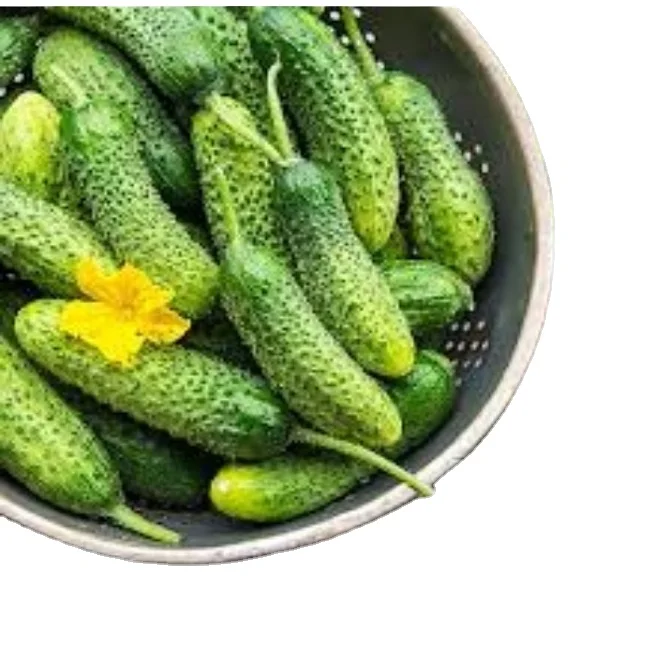 Pickled Gherkins Grade 20/30