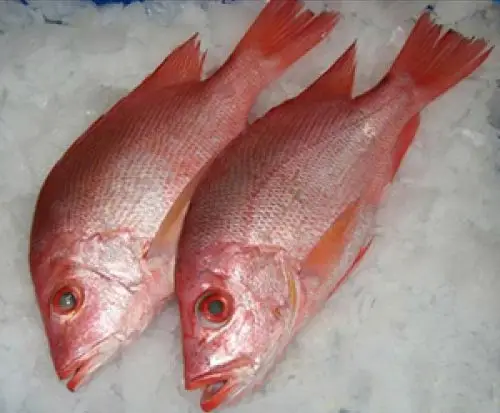 Seafood Supplier Frozen Red Sea Bream Fillet For Sale In Cheap Price In Wholesale