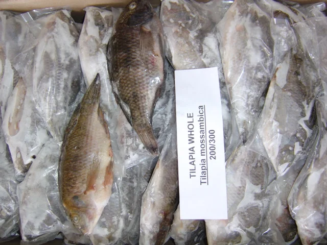 FROZEN TILAPIA WHOLE ROUND