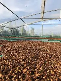 Высококачественные вьетнамские кофейные капсулы/жасмин + 84 896679047