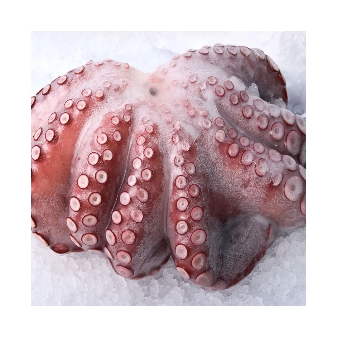Замороженный Осьминог/замороженные морепродукты Осьминог оптом для экспорта по конкурентоспособной цене