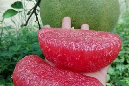 Top Fresh pomelo (class 1) - Green skin pomelo - Organic Fresh Green Pomelo ,Citrus fruit VietNam