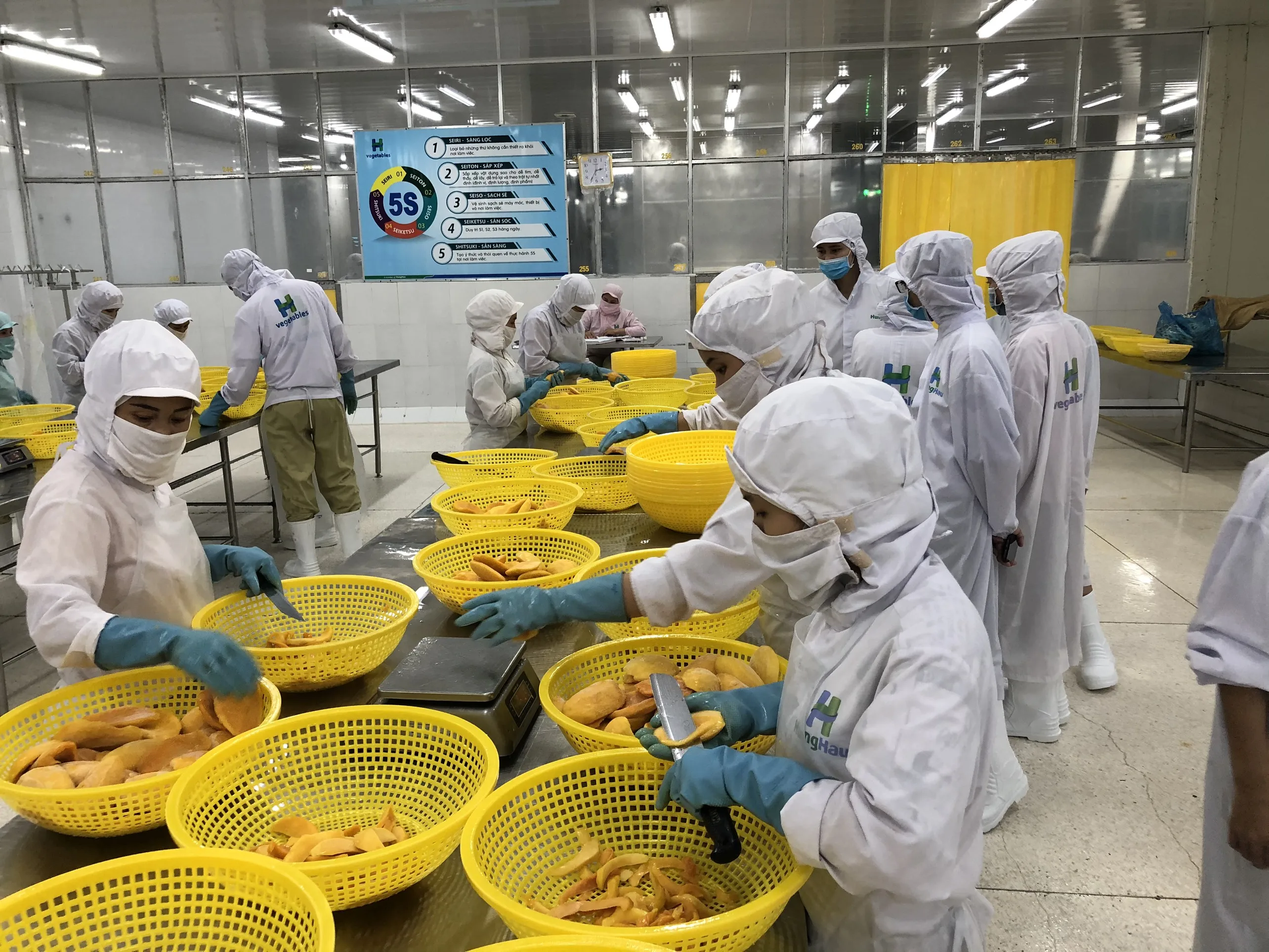 
Factory wholesale BRC certified IQF Mango competitive price/ Frozen IQF Mango dice/ turtle cut/ stick/ puree 