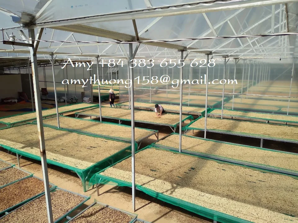 
WHOLE BEANS COFFEE FROM VIETNAM FOR EXPORTING - AMY +84 383 655 628 