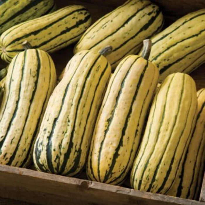 
Fresh Organic Delicata Squash Pumpkin 