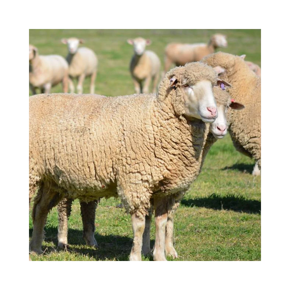 
Purebred Replacement Ewe Lambs - Katahdin Available in Stock 