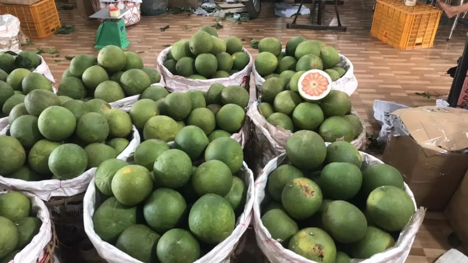 Wholesale 100% Fresh Citrus Grapefruit pomelo fruit fresh/organic Newest Season Natural color Tasty made in Viet Nam