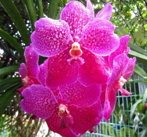 
Orchid Flowers 