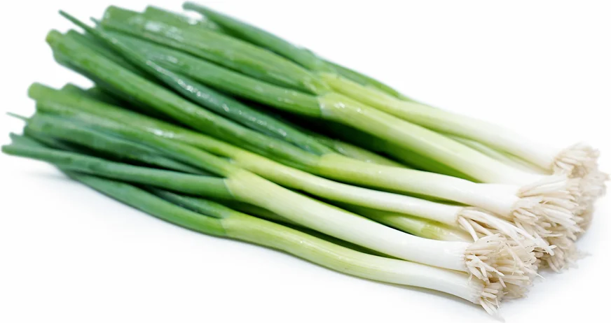 Scallions Vegetables/ Green Onion/ Leeks/