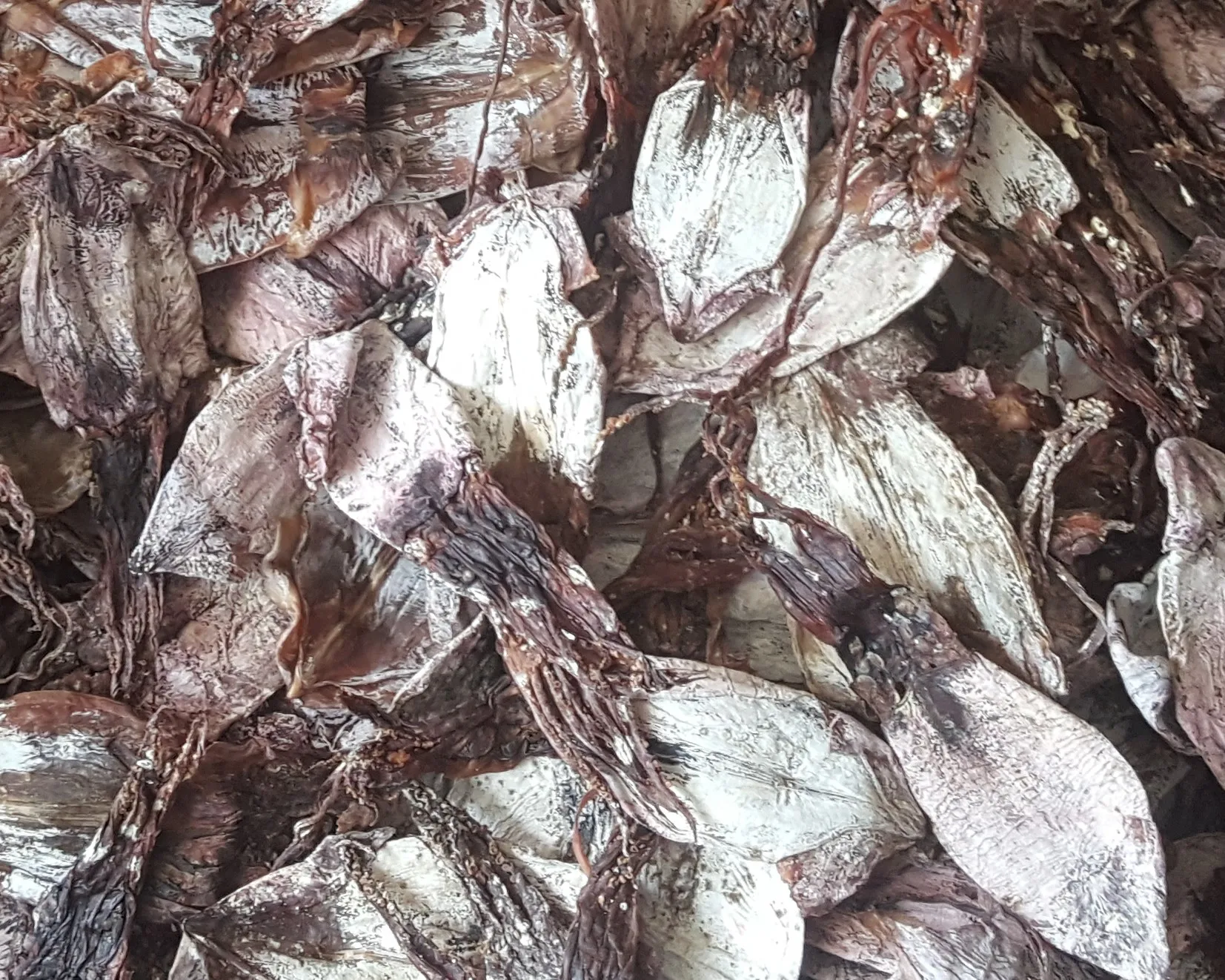 DRIED SQUID FOR SALE
