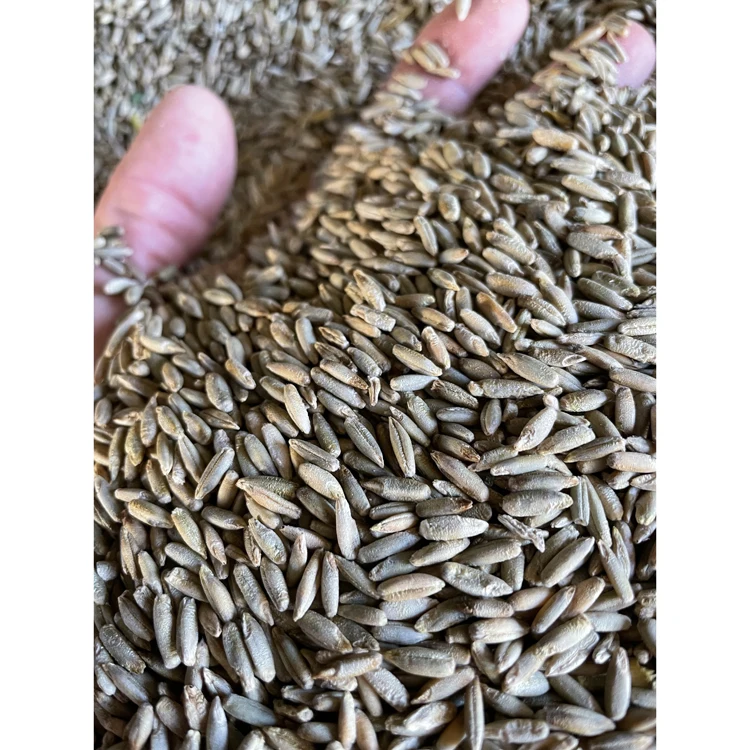 100% натуральное зерно пшеницы органического качества для продажи сельскохозяйственное производство