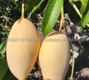 Premium Mango fruit (Thai Numdukmai ) (Golden Flower)