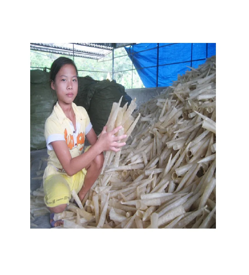 Dried sea bass fish maw high quality
